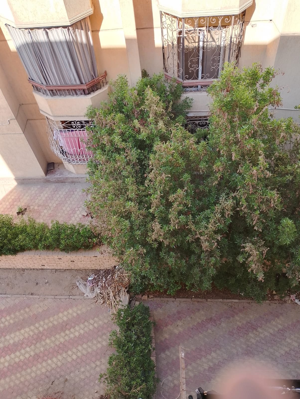 مصغر